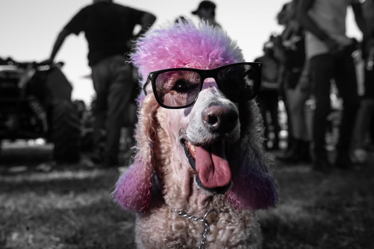 Un perro con peluca fucsia y anteojos negros, entre el público